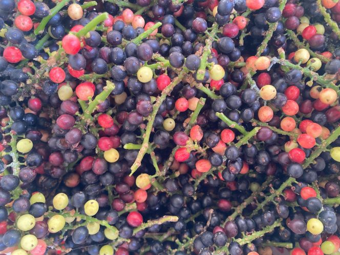
					Poto: Penampakan buah buni