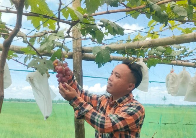 
					Poto: pengunjung saat metik anggur langsung dari pohon