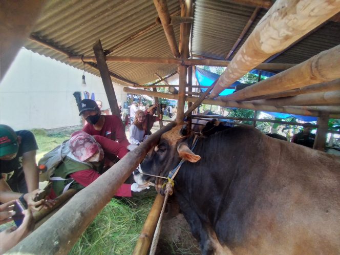 
					Petugas kesehatan hewan qurban saat pengecekan sapi qurban 