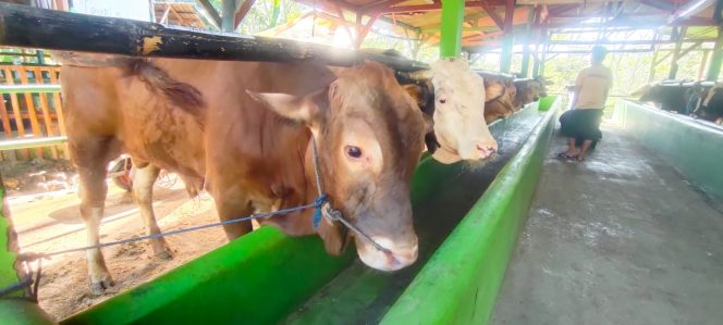 
					Sapi milik Rasim