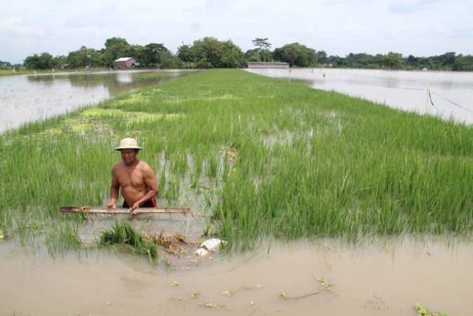 
					Duh, 290 Hektare Areal Pesawahan di Maruyngsari Pangandaran Terendam Banjir 