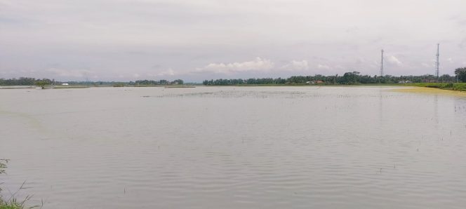 
					205 Hektar Sawah di Wilayah Maruyusari Pangandaran Terendam Banjir