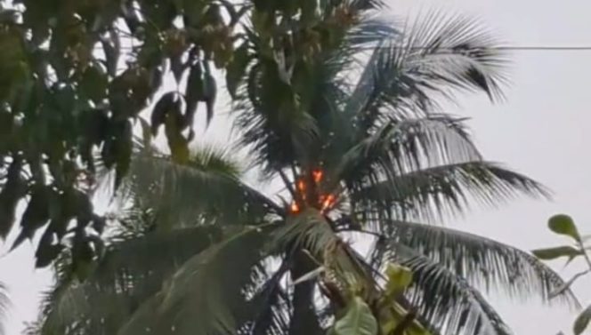 
					Warga di Wonoharjo Pangandaran Kaget Melihat Api di Atas Pohon Kelapa