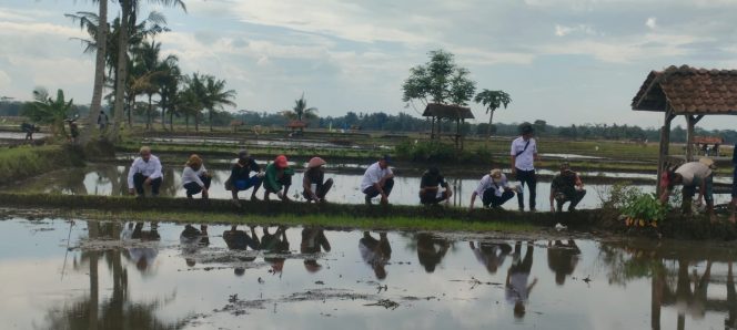 
					Merusak Padi, Petani di Ciganjeng Pangandaran Lakukan Gerdal Hama Tikus
