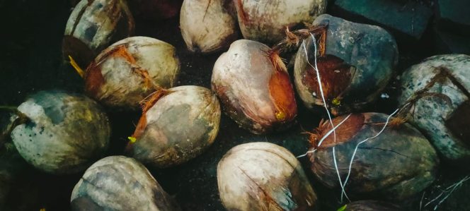 
					Saat Barang Langka, Harga Kelapa Tua di Pangandaran Melesat