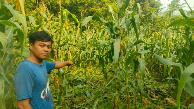 
					Sebulan Nunggu Panen, Tanaman Jagung di Sindangwangi Pangandaran Diserang Gerombolan Bagong