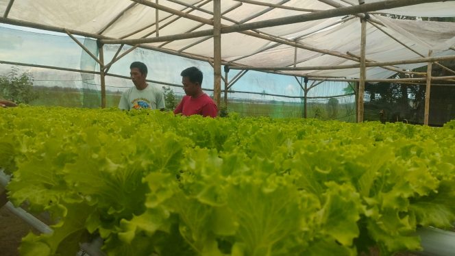 
					Dukung Program MBG, Petani di Ciganjeng Pangandaran Tanam Sayuran Selada