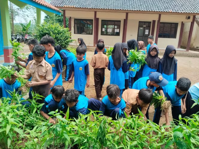 
					Tanam di Halaman Sekolah, Guru dan Siswa di SMPN 6 Padaherang Panen Kangkung