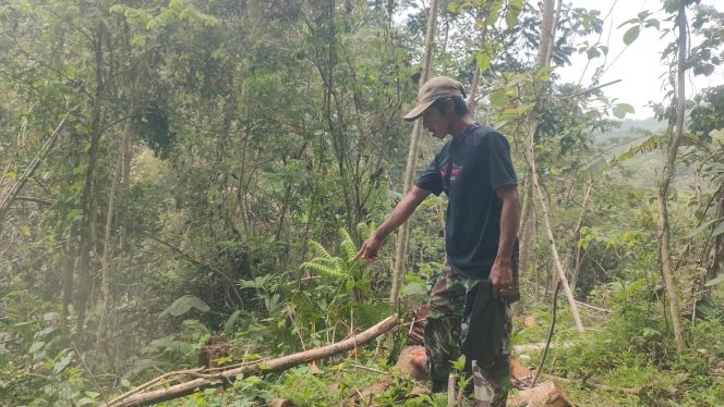 
					Polemik Penebangan Pohon di Pangandaran, Pemilik Lahan Ungkap Kronologi
