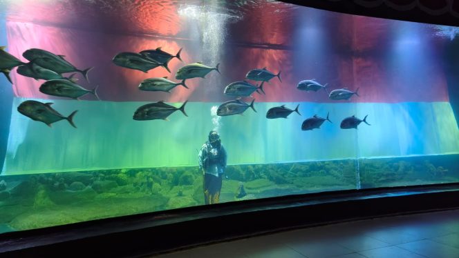 
					Aquarium Indonesia Pangandaran Semarakkan HUT ke-81 RI dengan Pesta Rakyat Bawah Laut